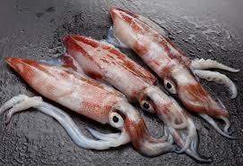 Kanava Squidn 1kg