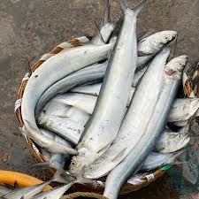 Valai fish