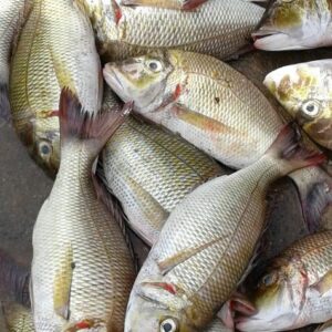 Velamean(Small) 1 Kg