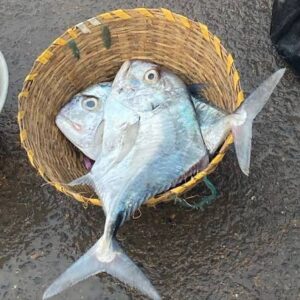 Kannadi Parai fish 1kg