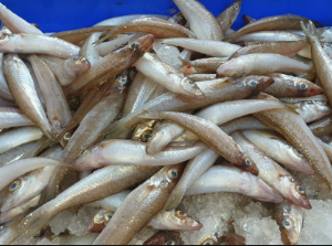 Kelangan Fish 1 Kg