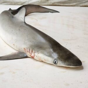 Paal Suraah,Shark 1 kg