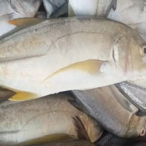 Thenga ,manja Parai fish 1kg